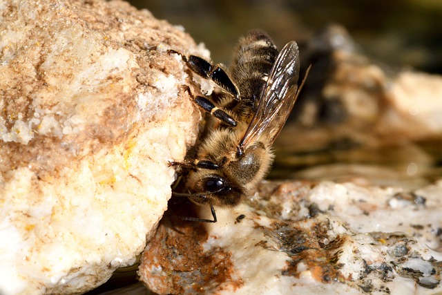 beekeeping-supplies-640x480-94123528.jpeg