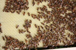 beekeeping-supplies-640x480-9612614.jpeg