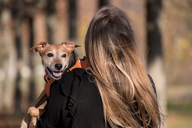 dog thermometers
