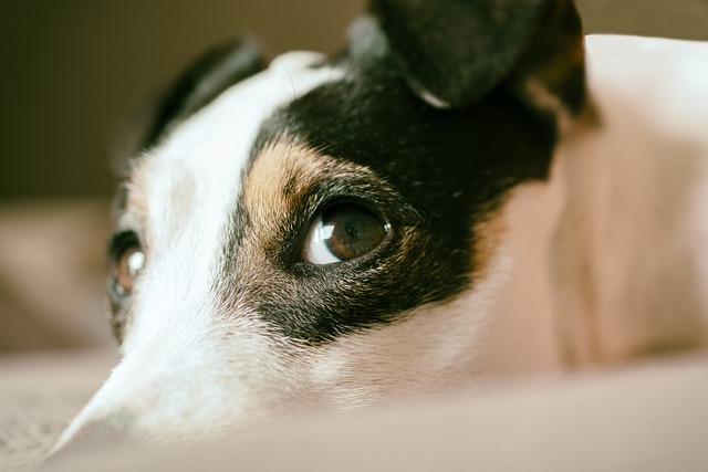 dog thermometers