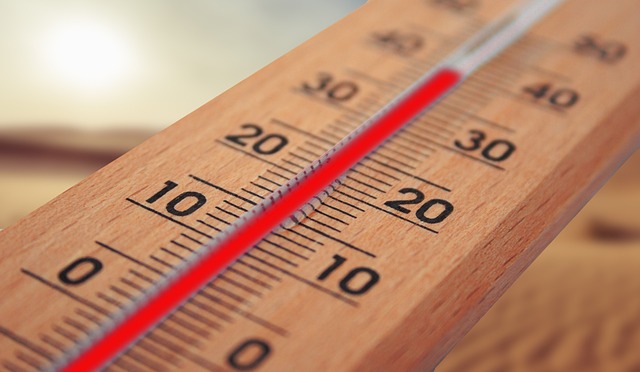 dog thermometers
