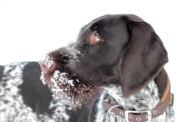 dog thermometers