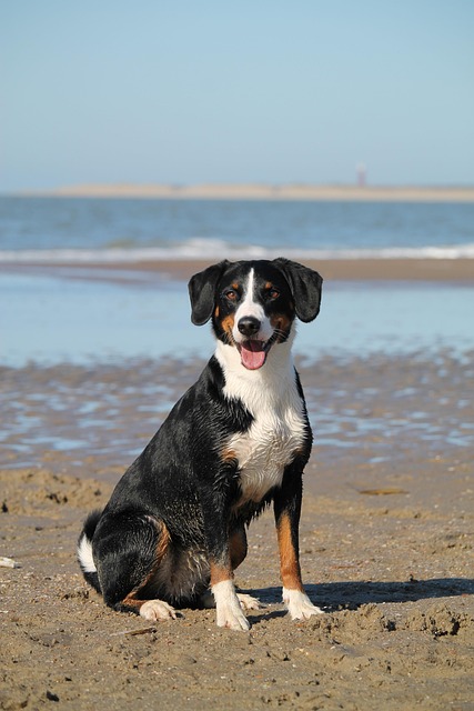 dog thermometers