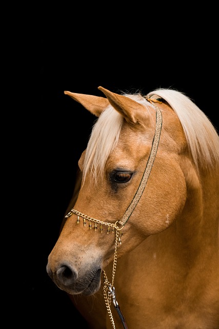 equestrian equipment