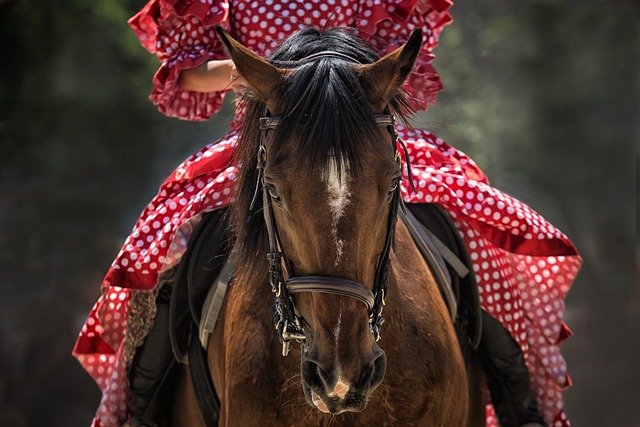 equestrian equipment