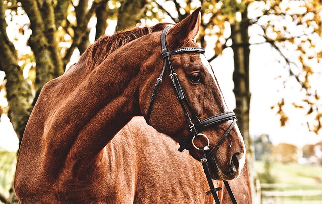equestrian equipment