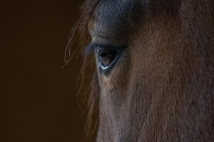 equestrian-equipment-640x480-46639809.jpeg