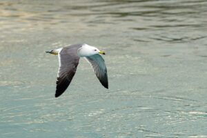 fly-fishing-flies-640x480-35893712.jpeg