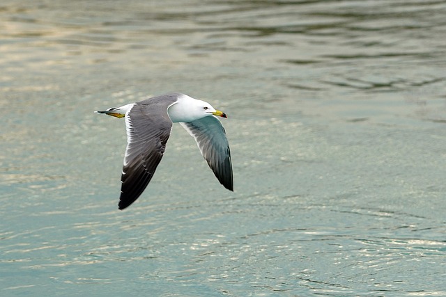 fly-fishing-flies-640x480-35893712.jpeg