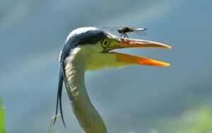 fly-fishing-flies-640x480-50759991.jpeg