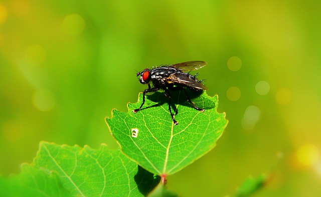 fly fishing flies