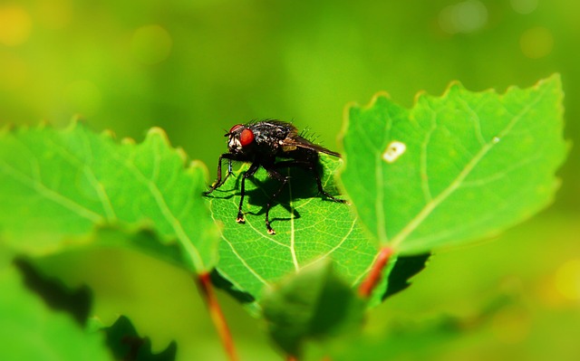 fly fishing flies