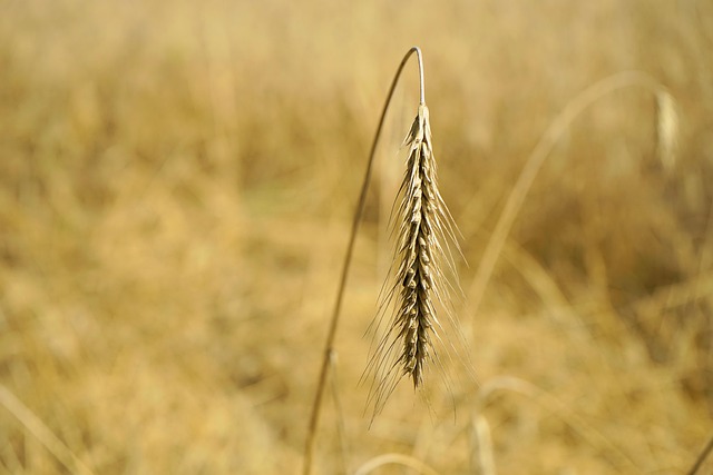 high fiber cereals