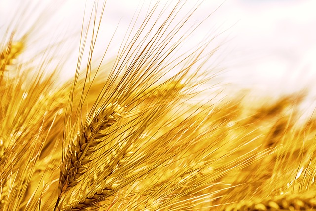 high fiber cereals