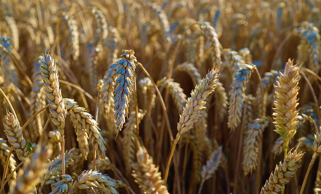 high fiber cereals