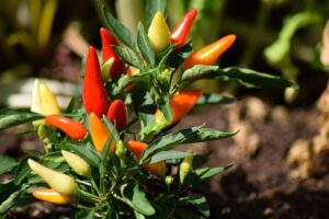 jalapenos-peppers-640x480-29673703.jpeg