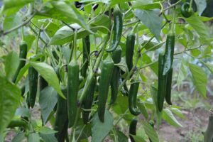 jalapenos-peppers-640x480-73753674.jpeg