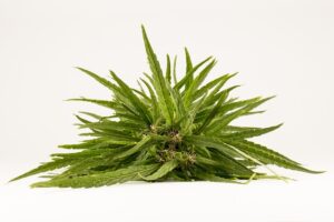 lice-treatment-640x480-23952919.jpeg
