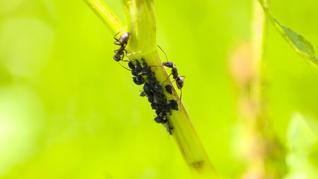 lice treatment