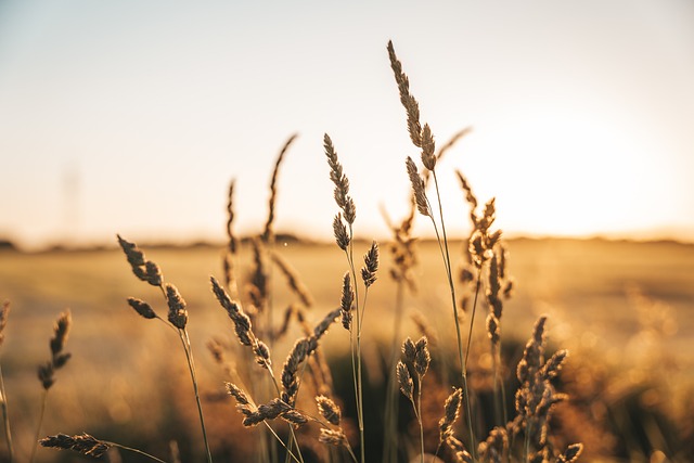light-guards-640x480-42676099.jpeg