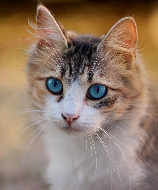sonic cat repellents