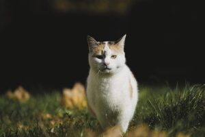 sonic-cat-repellents-640x480-53721643.jpeg