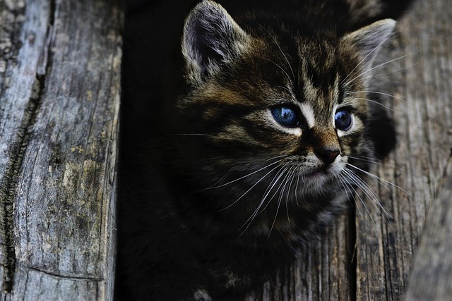sonic cat repellents