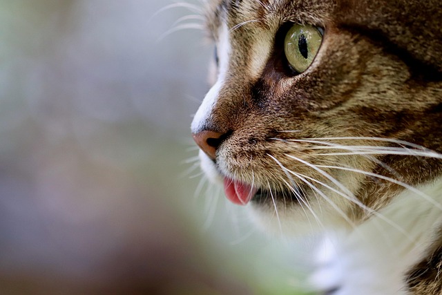 sonic cat repellents
