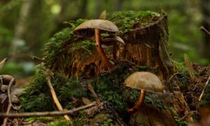 stump-grinding-640x480-25150288.jpeg