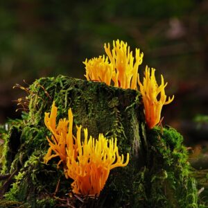 stump-grinding-640x480-48225414.jpeg