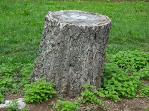 stump-grinding-640x480-64951849.jpeg