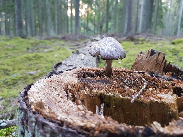 stump grinding