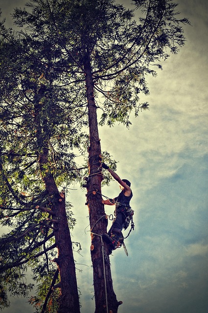 tree removal