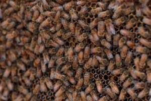 beekeeping-supplies-640x480-24173897.jpeg