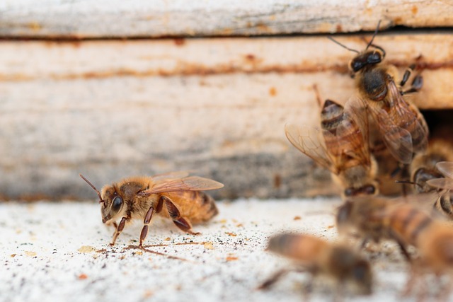 beekeeping supplies