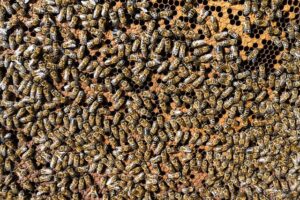 beekeeping-supplies-640x480-47349204.jpeg