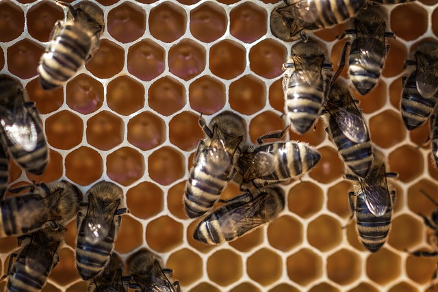 beekeeping supplies