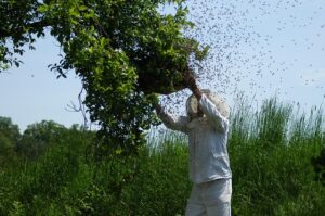 beekeeping-supplies-640x480-9317818.jpeg