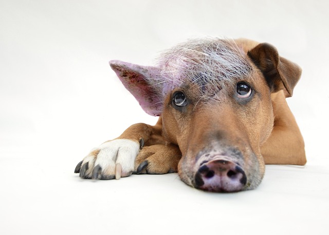 dog thermometers