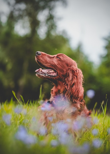 dog thermometers