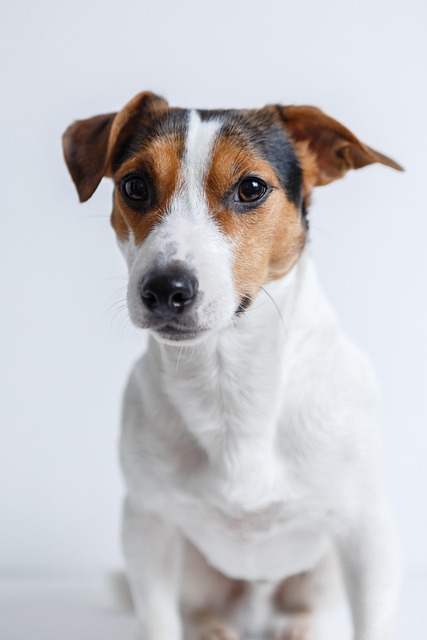 dog thermometers