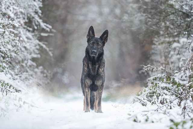 dog thermometers