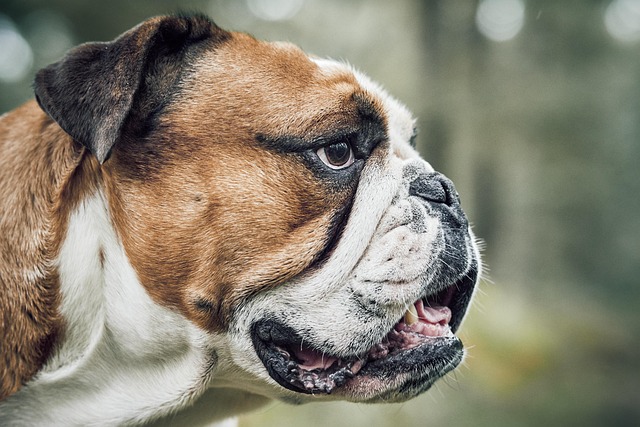 dog thermometers