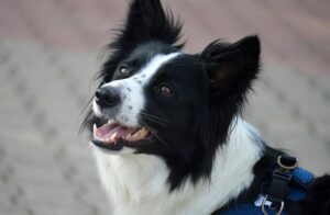 dog-thermometers-640x480-76472420.jpeg