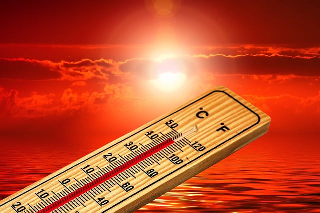 dog thermometers