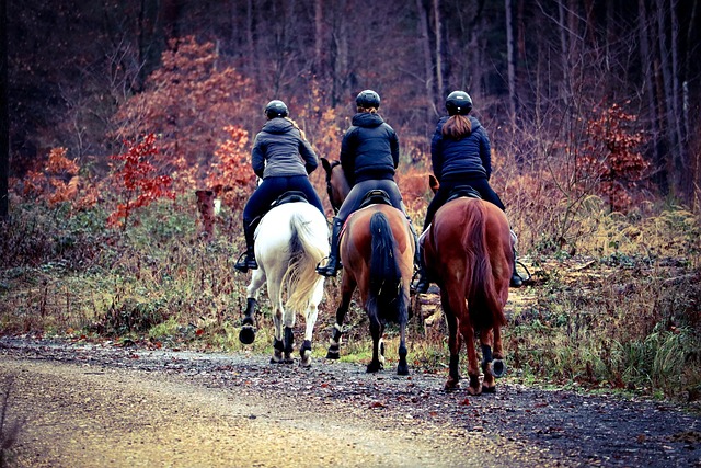 equestrian equipment