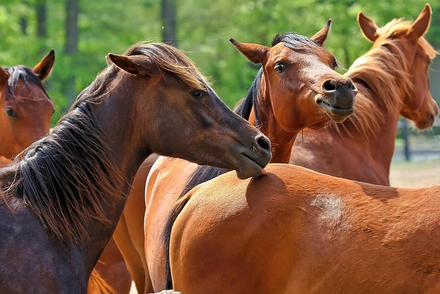 equestrian equipment