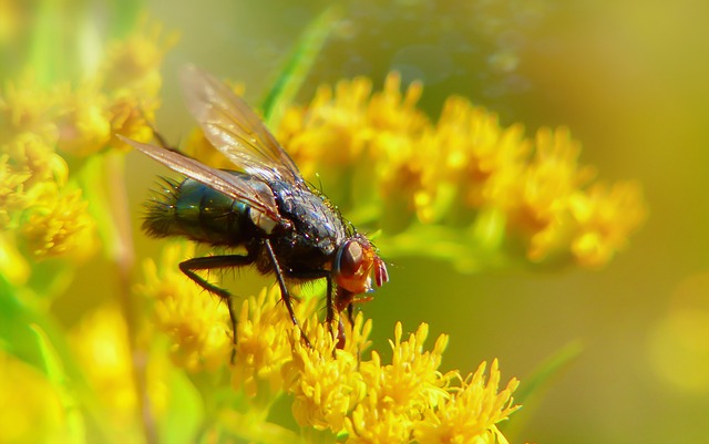 fly-fishing-flies-640x480-19960815.jpeg