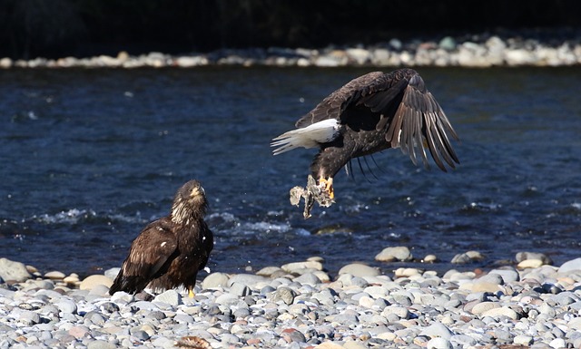 fly-fishing-flies-640x480-31528073.jpeg
