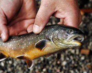 fly-fishing-flies-640x480-74385703.jpeg